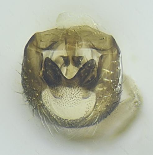 Gaurax sp.